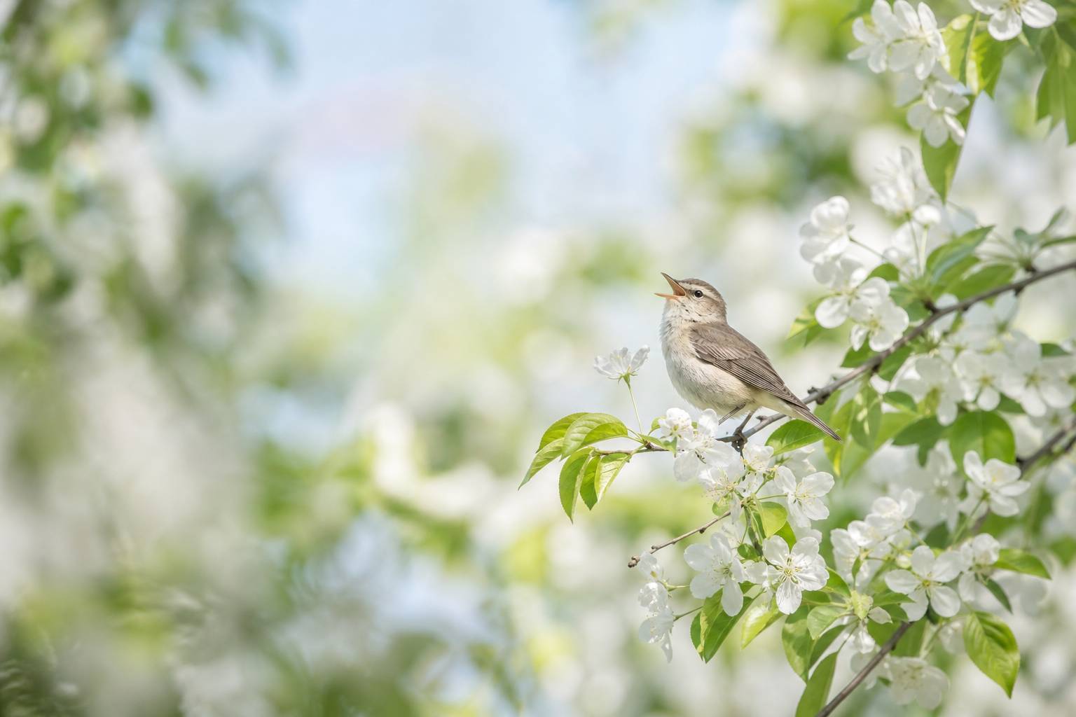Identifier le chant des oiseaux facilement grâce à votre smartphone : guide pratique