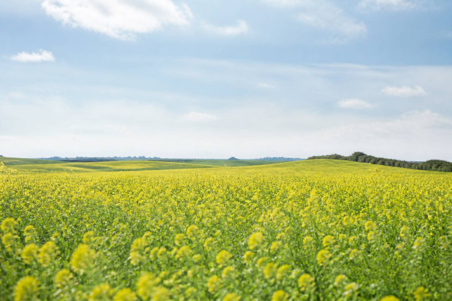 Champ de fleurs moutarde jaunes engrais vert jardin potager biologique